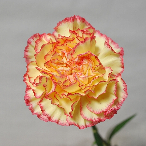 カーネーション・複色“ツンドラ”