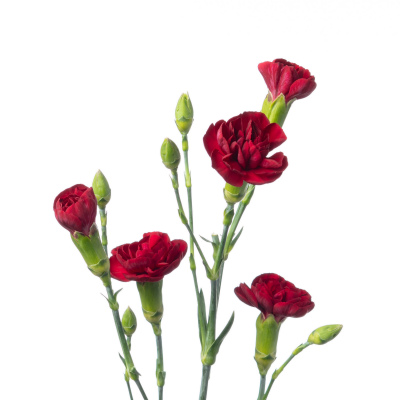 スプレーカーネ・赤“シャトー”