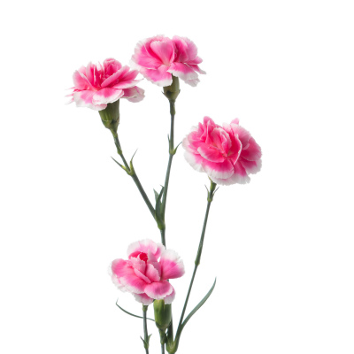 スプレーカーネ・複色“チェリーテッシノ”