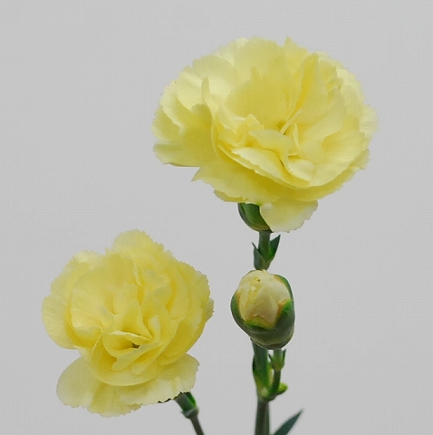 スプレーカーネ・黄“イマジン”