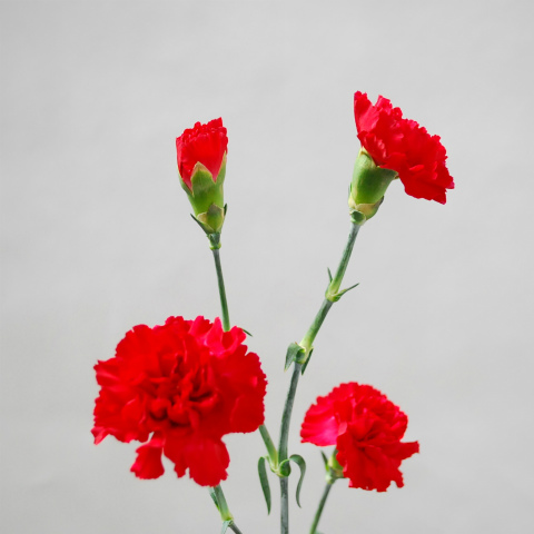 スプレーカーネ・赤“キッス”