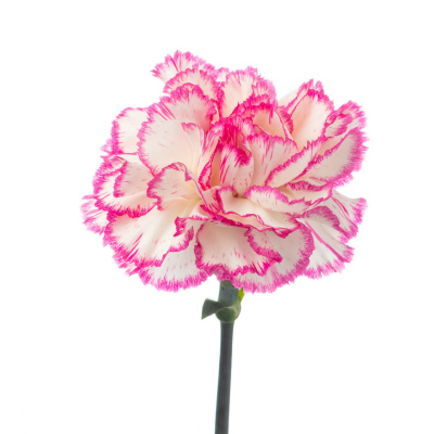 カーネーション・複色“こまち”