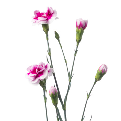 スプレーカーネ・複色“トレンディテッシノ”