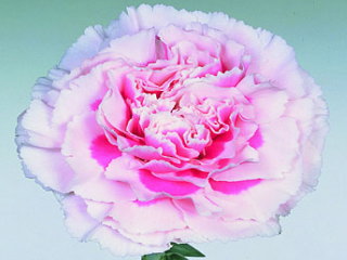 カーネーション・複色“ドナテロ”