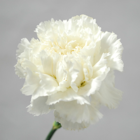 カーネーション