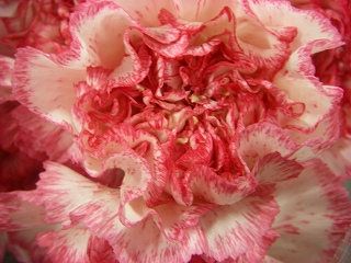 カーネーション・複色“ホワイトツンドラ”