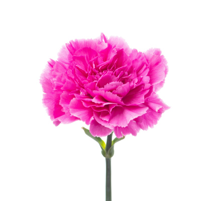 カーネーション・紫“ファリダ”