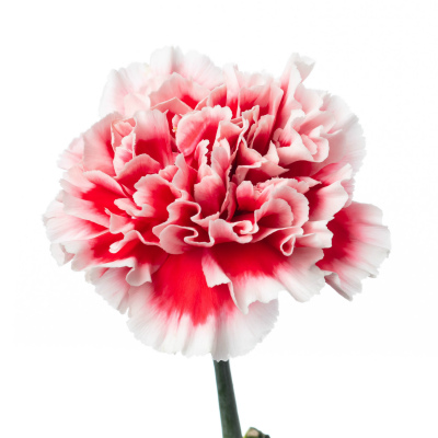 カーネーション・複色“チェリオ”