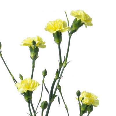 スプレーカーネ・黄“シーザー”