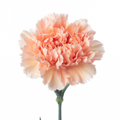 カーネーション・橙“ピーチマンボ”