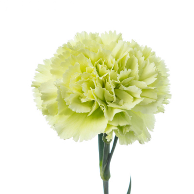 カーネーション・緑“プラドミント”