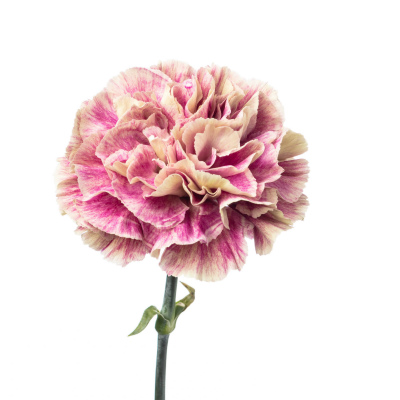 カーネーション・複色“アンティグア”