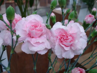 スプレーカーネ・桃“レジーナ”