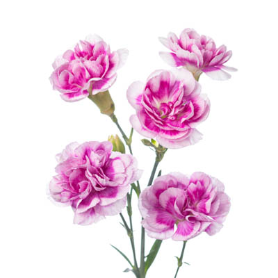 スプレーカーネ・複色“Sトレンディテッシノ”