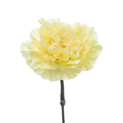 カーネーション・クリーム“ポリミニア”