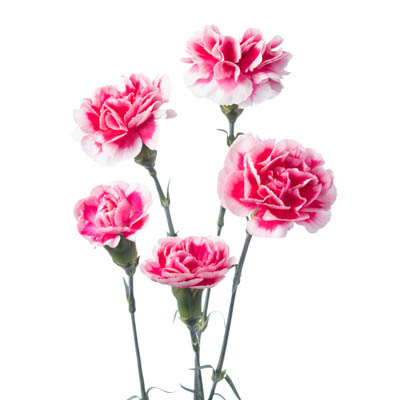 スプレーカーネ“コスモチェリー”