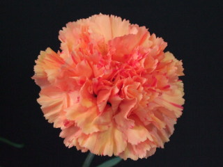 カーネーション・橙“ヘルメスオレンジ”