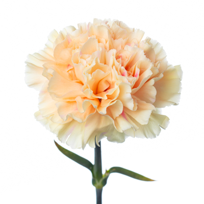 カーネーション・橙“アップルティー”