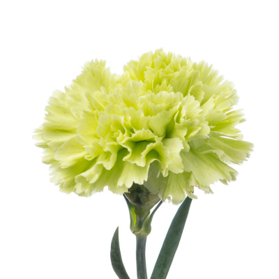 カーネーション・緑“ゴブリン”