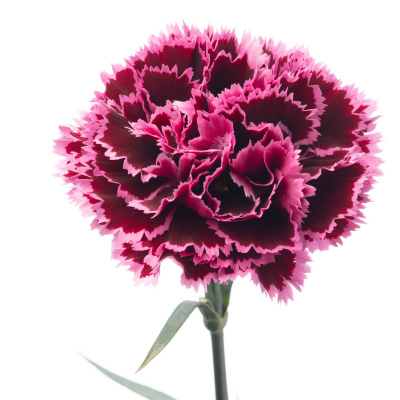 カーネーション・複色“ノビオバーガンディ”