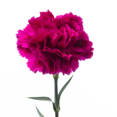 カーネーション・複色“ノビオバイオレット”