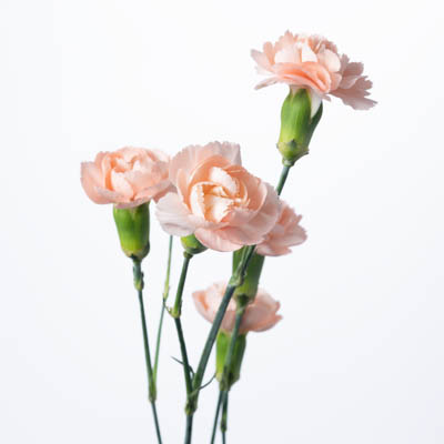 スプレーカーネ・橙“ハマダ”