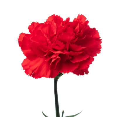 カーネーション・赤“ドンペドロ”