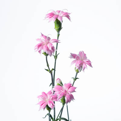 スプレーカーネ・複色“スターチェリーテッシノ