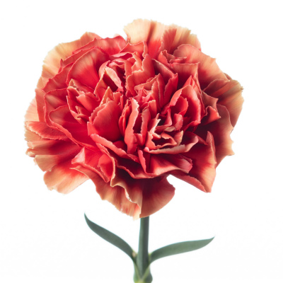 カーネーション・複色“ピエット”