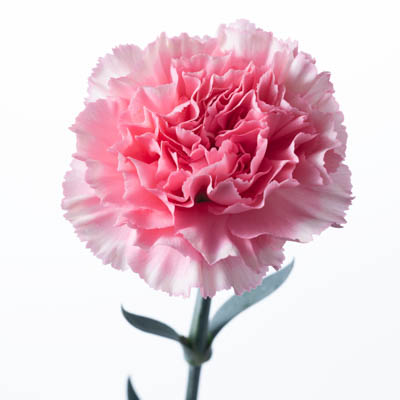 カーネーション・桃“カオリ”