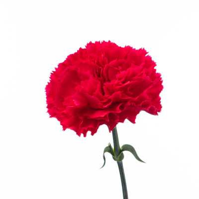 カーネーション・桃“ビゼット”