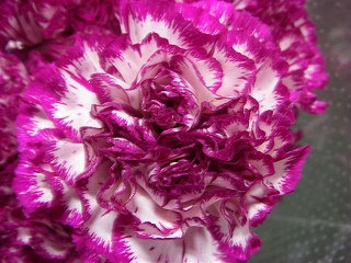 カーネーション・複色“テベ”