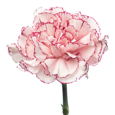 カーネーション・複色“マリポサ”