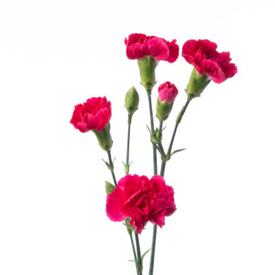 スプレーカーネ・桃“ピジョン”