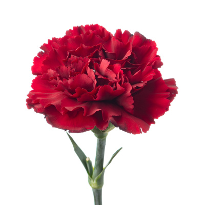 カーネーション・赤“ズリゴ”