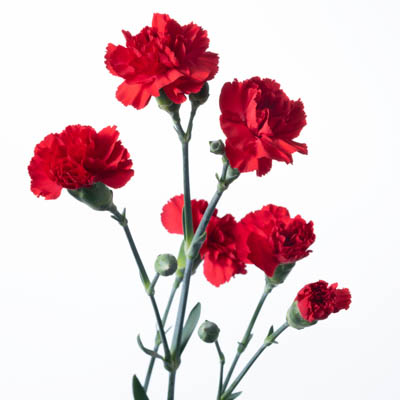 スプレーカーネ・赤“アラゴン”