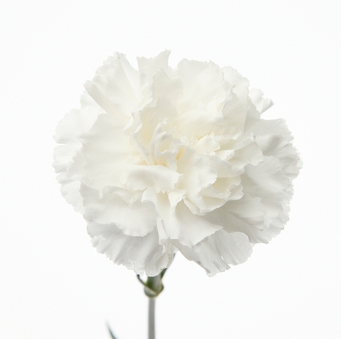 カーネーション・白“ムーンライト”