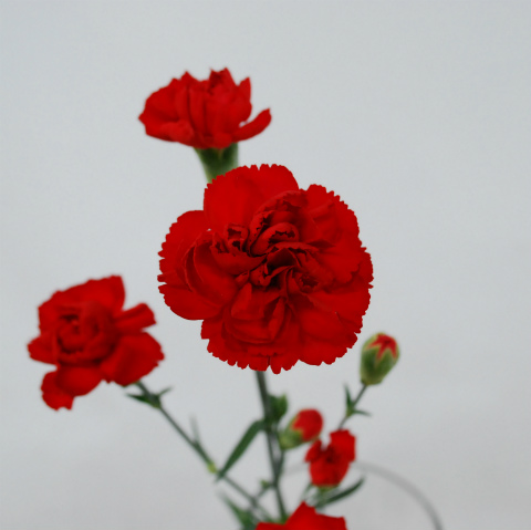 スプレーカーネ・赤“ピアフ”