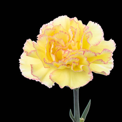 カーネーション・複色“フィエスタコマチ”