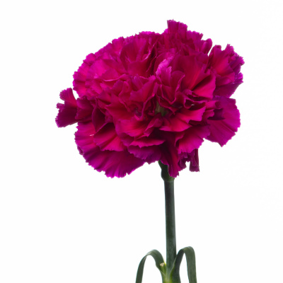 カーネーション・紫“ゴーレム”