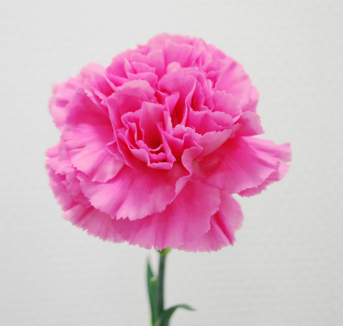 カーネーション・桃“トニックゴーレム”