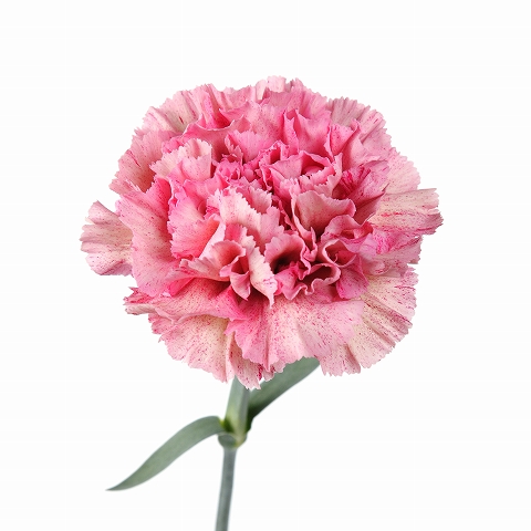 カーネーション・複色“バビロン”