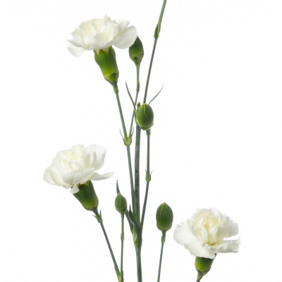 スプレーカーネ・白“アイビス”