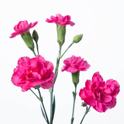 スプレーカーネ・濃桃“セリスアメリ”