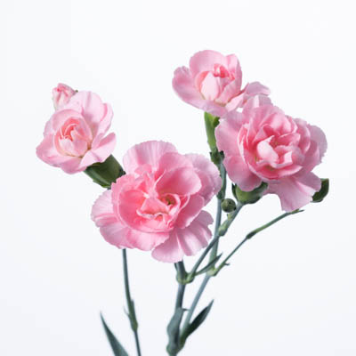 スプレーカーネ・桃“ピンクアメリ”