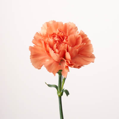 カーネーション・橙“ミーガン”