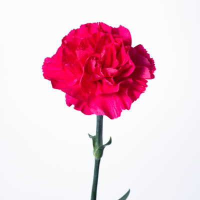 カーネーション・桃“マンダレイ”