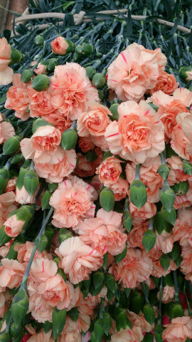 スプレーカーネ・杏“チューン”