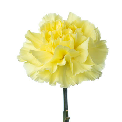 カーネーション・黄“ディレッタ”