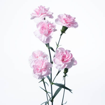 スプレーカーネ・桃“キュイン”